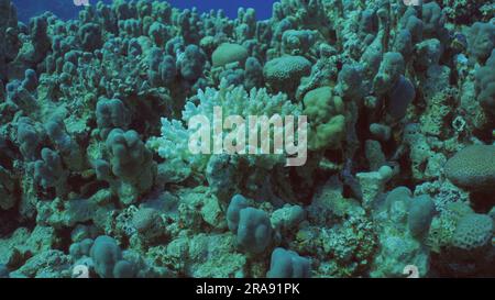 Acropora di corallo duro sbiancato. Sbiancamento e morte dei coralli per eccessivo riscaldamento dell'acqua di mare a causa del cambiamento climatico e del riscaldamento globale. Decolorato Foto Stock