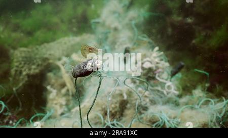 Gamberetti baltici seduti su una rete da pesca persa su alghe verdi nel Mar Nero, Ghost Gear Pollution of Seas and Ocean. Mare nero, Odessa, Ucraina Foto Stock