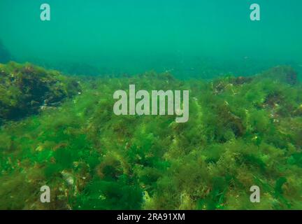 Barriera corallina ricoperta di alghe verdi lattughe di mare (Ulva maeotica) nel Mar Nero, Odessa, Ucraina Foto Stock