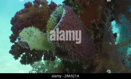 Primo piano della spugna a tubo grande (Haliclona fascigera) e del corallo morbido colorato luminoso Dendronephthya sul molo di supporto, Mar Rosso, Safaga, Egitto Foto Stock