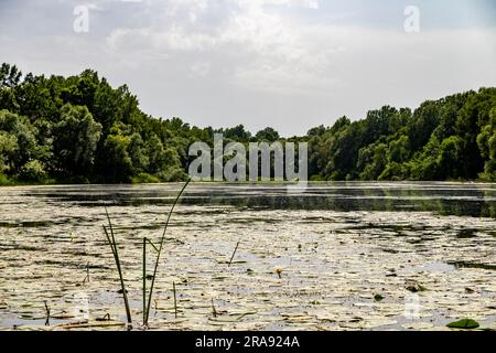 Splendida palude del campo di Lonja, creata dalle inondazioni dei fiumi e dei loro affluenti, che creano un paesaggio meraviglioso e ospitano molti animali Foto Stock