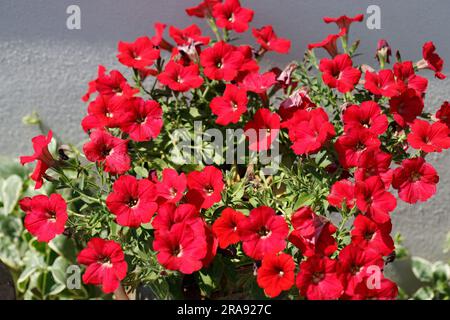 Petunia è un genere di 20 specie[1] di piante da fiore di origine sudamericana. Il fiore popolare con lo stesso nome derivò il suo epiteto dal francese Foto Stock