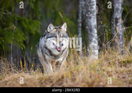 Grande lupo grigio maschio che cammina nella foresta Foto Stock