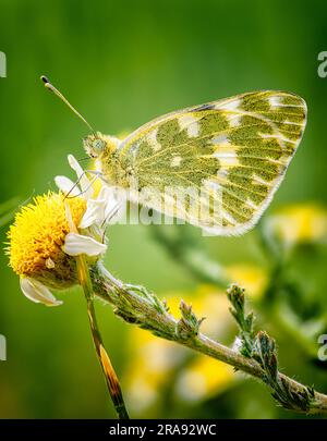 La farfalla Pontia edusa è appollaiata su una margherita senza radici Foto Stock