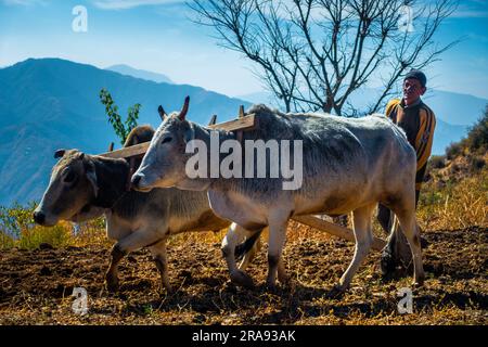 28 giugno 2023 Uttarakhand, India. Un vecchio nativo sulle montagne che arava il suo campo con un paio di buoi. Garhwal regione di Uttarakhand. Foto Stock