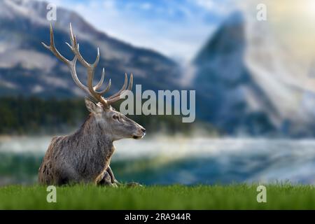 Maestoso cervo rosso in erba sul lago e sullo sfondo di montagna. Animale nell'habitat naturale. Grande mammifero. Fauna selvatica Foto Stock