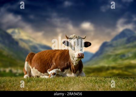 Mucca bruna che pascolava su pascolo in estate su sfondo montano. Concetto di agricoltura Foto Stock