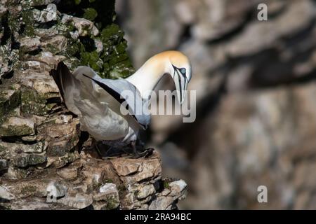 Un primo piano di un gannet settentrionale, appollaiato sulla sporgenza della parete della scogliera. Guarda in basso e la parete della scogliera sullo sfondo è sfocata Foto Stock