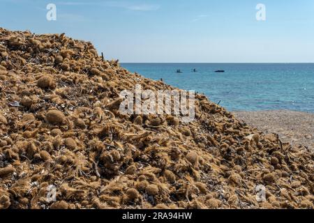 Primo piano delle alghe secche di Posidonia sulla costa dell'isola di Maiorca. Immagine di sfondo di un ecosistema naturale sostenibile Foto Stock