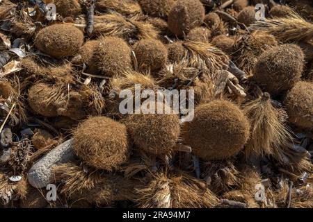 Primo piano delle alghe secche di Posidonia sulla costa dell'isola di Maiorca. Immagine di sfondo di un ecosistema naturale sostenibile Foto Stock