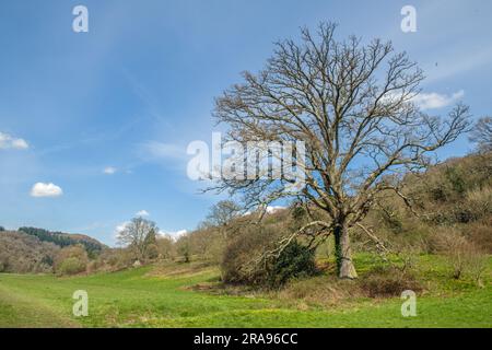 Una passeggiata lungo le sponde inglesi del fiume Wye con una grande quercia che si staglia davanti. Questo è il lato inglese (Gloucestershire) e oltre il Galles Foto Stock