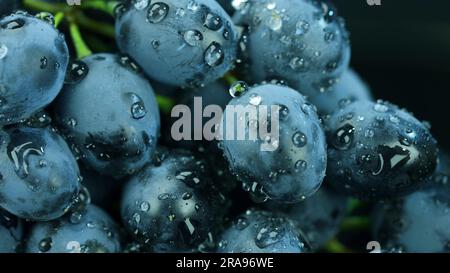 Odessa, Ucraina. 8 giugno 2023. Uva nera matura con gocce d'acqua, primo piano (immagine di credito: © Andrey Nekrasov/ZUMA Press Wire) SOLO USO EDITORIALE! Non per USO commerciale! Foto Stock