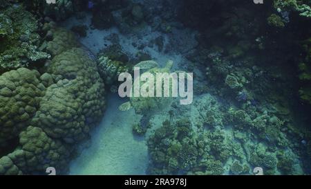 Mar Rosso, Egitto. 17th giugno, 2023. Vista dall'alto di Great Green Sea Turtle (Chelonia mydas) nuoto vicino a una barriera corallina, Mar Rosso, Egitto (Credit Image: © Andrey Nekrasov/ZUMA Press Wire) SOLO USO EDITORIALE! Non per USO commerciale! Foto Stock