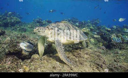 Great Green Sea Turtlle (Chelonia mydas) in cima alla barriera corallina intorno a banchi galleggianti di pesci tropicali nelle giornate di sole, Mar Rosso, Egitto Foto Stock
