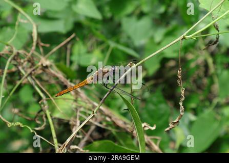 Vista laterale di una libellula di falco dalla coda di cremisi (Orthetrum Pruinosum) seduto su un tronco di vite nel giardino Foto Stock