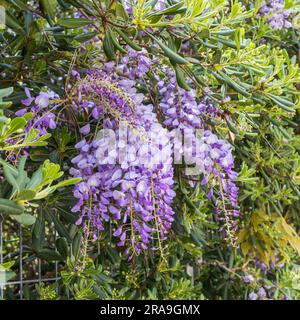 Albero di Wisteria fiorito sullo sfondo della parete della casa in Germania. Decorazione domestica naturale con fiori di wisteria cinese (Fabaceae Wisteria sinensis). Foto Stock