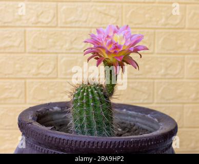 Echinopsis huascha cactus rosa fiorito in un vaso Foto Stock