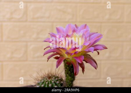 Cactus della torcia Echinopsis spachiana o cactus della colonna dorata con fiore Foto Stock