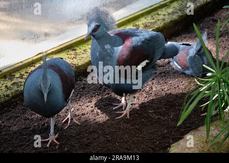 Figura occidentale. Zoo Bioparc Fuengirola, Málaga, Spagna. Foto Stock