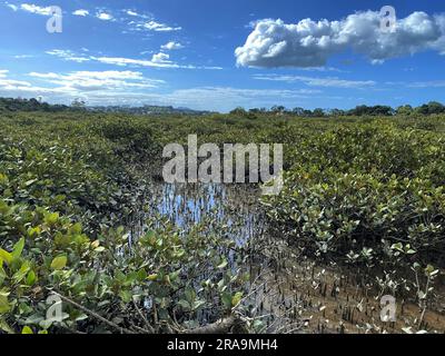 Verdi giovani alberi di mangrovie e pnematofore - radici che crescono dal basso verso l'alto per lo scambio di gas. Piantando mangrovie in corsia costiera del mare, Nuova Zelanda. Foto Stock