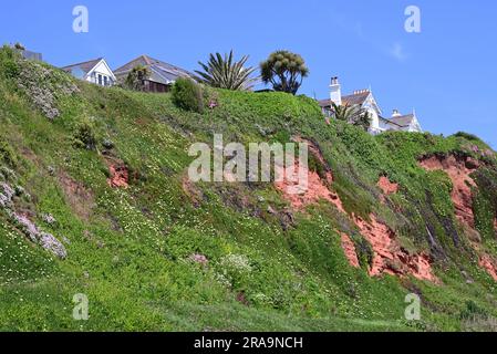 Fiori selvatici che crescono sulle scogliere di arenaria rossa sopra la linea ferroviaria a Dawlish, South Devon. Foto Stock