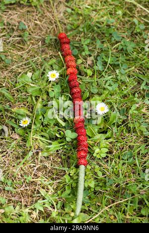 Paglia con fragole rosse mature che giacciono nell'erba in estate. Foto Stock