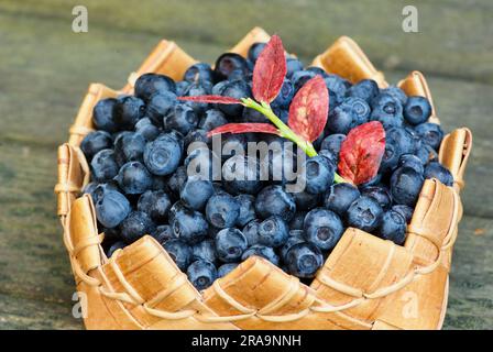 Cestino a pugno con mirtilli europei freschi e un ciuffo con foglie rosse. Foto Stock