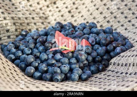 Primo piano di mirtilli europei freschi con un ciuffo rosso adagiato su un asciugamano di lino grigio. Foto Stock