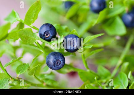 Ciuffo con mirtilli europei freschi maturi in estate. Foto Stock