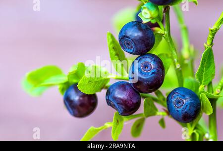 Ciuffo con mirtilli europei freschi maturi in estate. Foto Stock