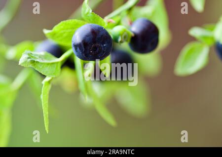 Ciuffo con mirtilli europei freschi maturi in estate. Foto Stock