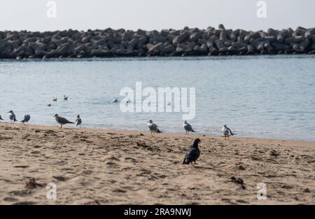 Piccioni che camminano sulla spiaggia di Haeundae Busan, Corea del Sud Foto Stock