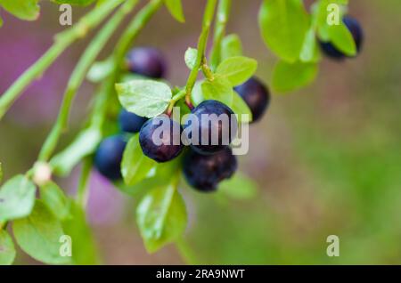 Ciuffo con mirtilli europei freschi maturi in estate. Foto Stock