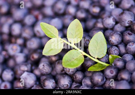 Primo piano di mirtilli blu maturi raccolti freschi e di un ciuffo con foglie verdi in estate. Foto Stock