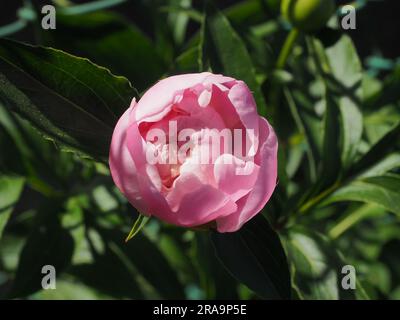 Rosa peonia in giardino Foto Stock