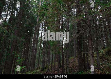 vista di alti e sottili alberi verdi nella foresta autunnale Foto Stock