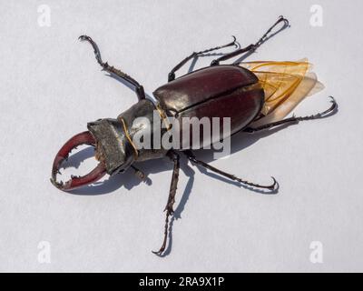Primo piano delle mandibole di un coleottero maschile (Lucanus cervus), trovato nella parte ovest di Londra, Regno Unito. Foto Stock
