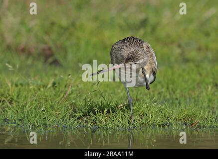 Godwit dalla coda da bar (Limosa lapponica) giovanile in piedi in un campo umido graffiando la testa (terra di gestione di livello superiore appena creata) Eccles-on-Sea, NOR Foto Stock