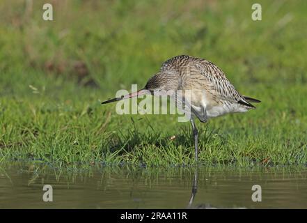 Godwit dalla coda da bar (Limosa lapponica) giovanile in piedi in un campo umido graffiando la testa (terra di gestione di livello superiore appena creata) Eccles-on-Sea, NOR Foto Stock