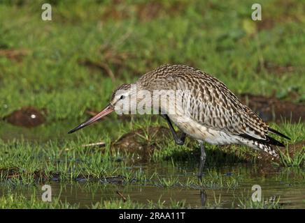 Godwit dalla coda da bar (Limosa lapponica) giovane in piedi in campo umido con collo graffiante (terra di gestione di livello superiore appena creata) Eccles-on-Sea, NOR Foto Stock