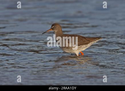 Red shank (Tringa totanus) adulti che nuotano in mare Eccles-on-Sea, Norfolk, Regno Unito. Dicembre Foto Stock