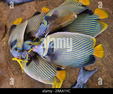 Blue Tang, Palette Surgeonfish (Paracanthurus hepatus) pesce catturato, venduto all'interno del mercato cittadino di Victoria Foto Stock