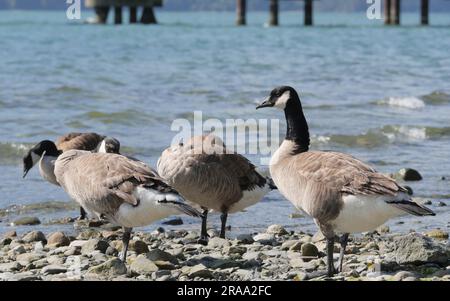 Oche canadesi sulla spiaggia del Porteau Cove Provincial Park, British Columbia, Canada Foto Stock