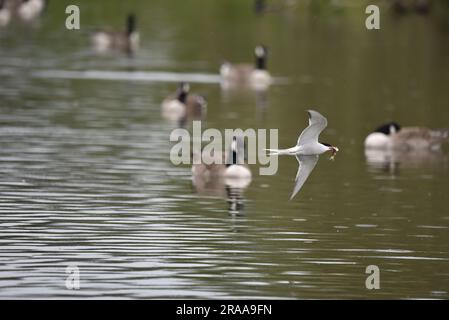Tern comune (Sterna hirundo) volo sopra un lago a livello degli occhi, da sinistra a destra dell'immagine, trasporto di pesci in Beak, preso in Staffordshire, Inghilterra, Regno Unito Foto Stock