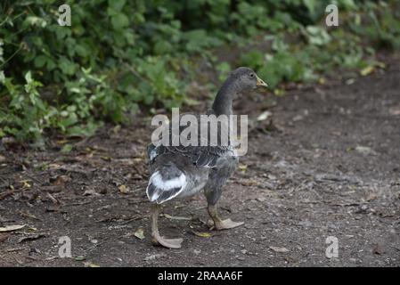 Giovanile Greylag Goose (Anser anser) Walking away from camera with Head Turned to Right of Image, scattata a Staffordshire, Inghilterra, Regno Unito a giugno Foto Stock