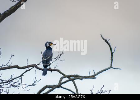 Cormorano seduto in una filiale a Wassenaar, nei Paesi Bassi. Foto Stock