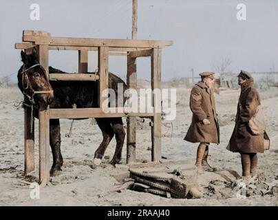 Un mulo in stock in attesa di essere timido, sul fronte occidentale durante la prima guerra mondiale. Due soldati chiacchierano nelle vicinanze. Data: Circa 1916 Foto Stock