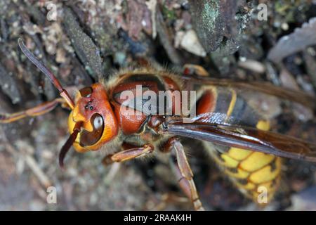 Una regina calabrone (Vespa crabro). Foto Stock