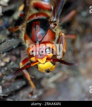 Una regina calabrone (Vespa crabro). Foto Stock