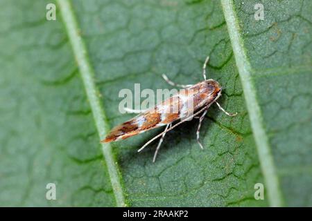 Minatore di foglie di ippocastano (Cameraria ohridella), una piccola micro-falena e parassita d'arancia, seduto sulla foglia di ippocastano. Foto Stock